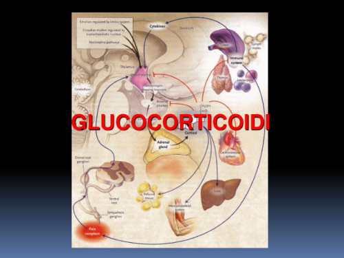 Glucocorticoidi AA 2018-2019